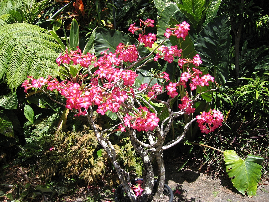 CairnsTC052 Jardin Botanique 052.jpg